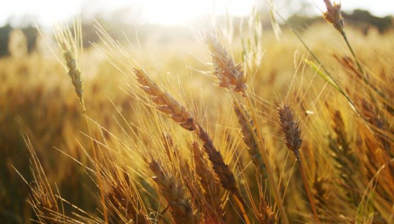 Coldiretti Calabria denuncia una speculazione sul grano