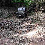 corpo forestale