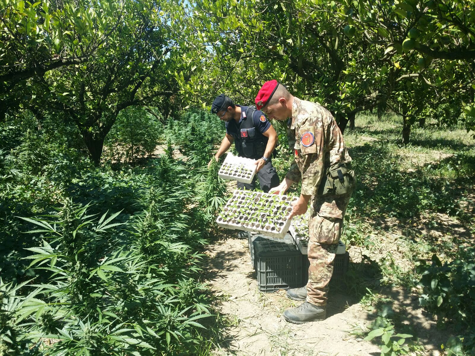 piantagione marijuana candidoni