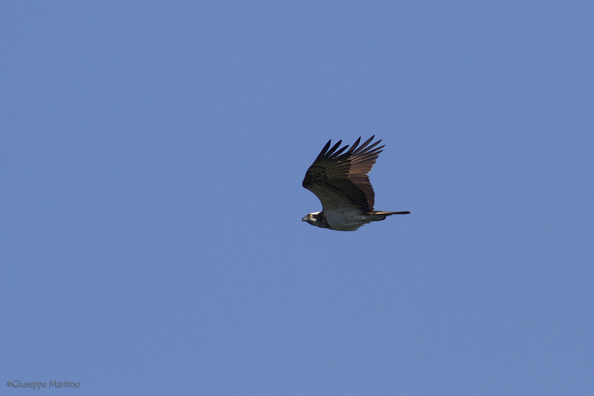 Falco pescatore