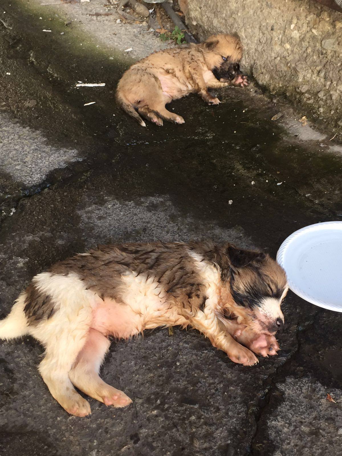 cagnolini ritrovati chorio