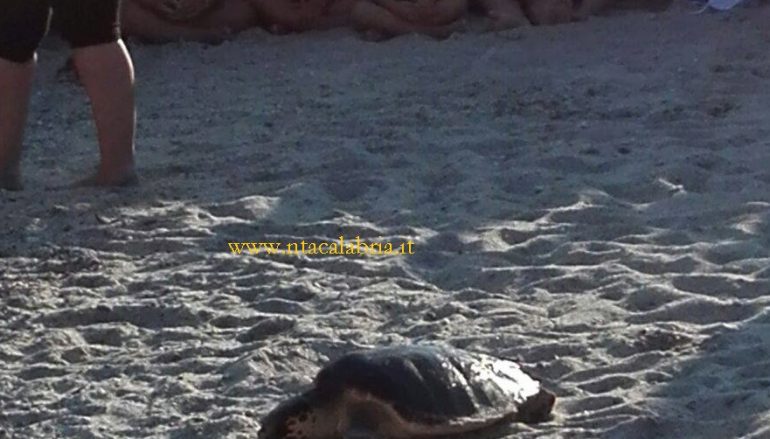 Roccella Jonica, tartaruga marina fa ritorno a mare (VIDEO)