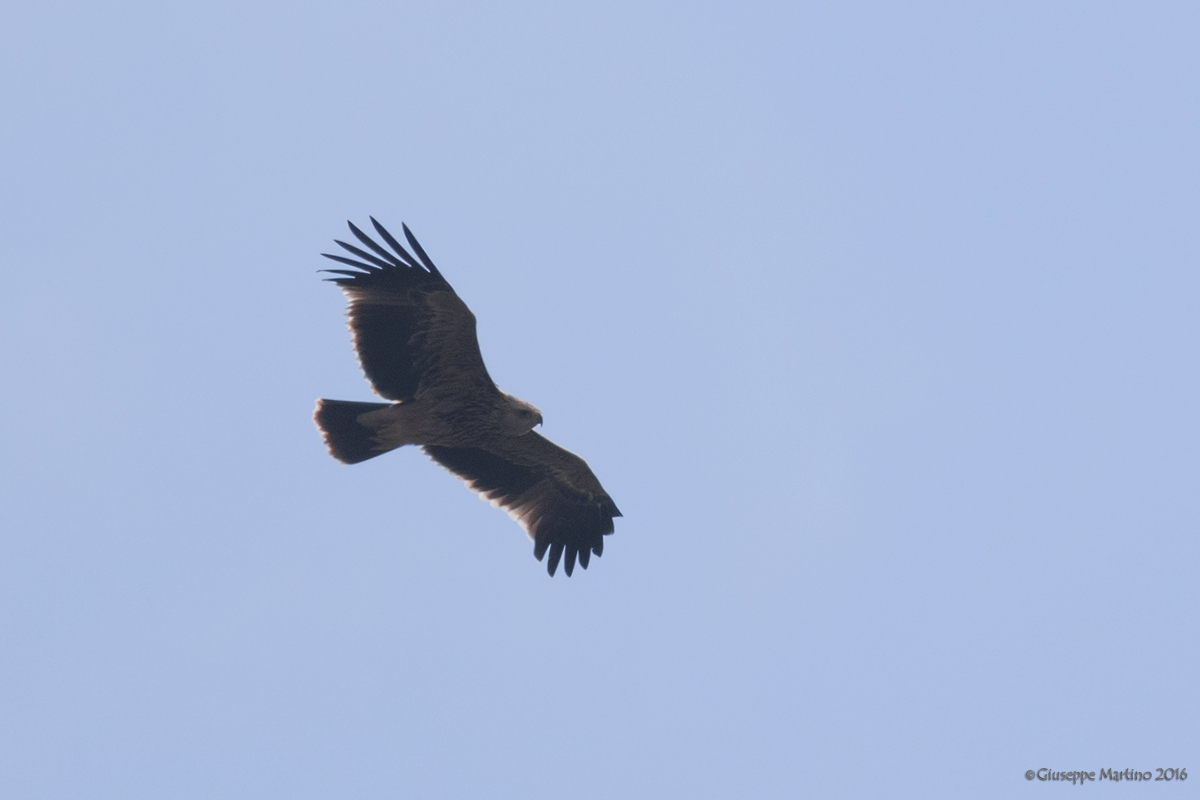 aquila imperiale sissi