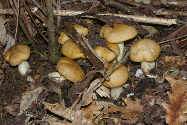 funghi