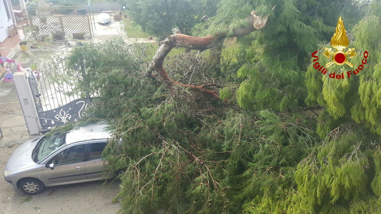 albero caduto su auto