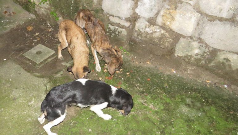 Cani ridotti pelle e ossa: denunciato un uomo a Cosenza