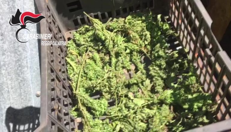 Catanzaro, oltre 3000 piante di cannabis sequestrate dalle Fiamme gialle
