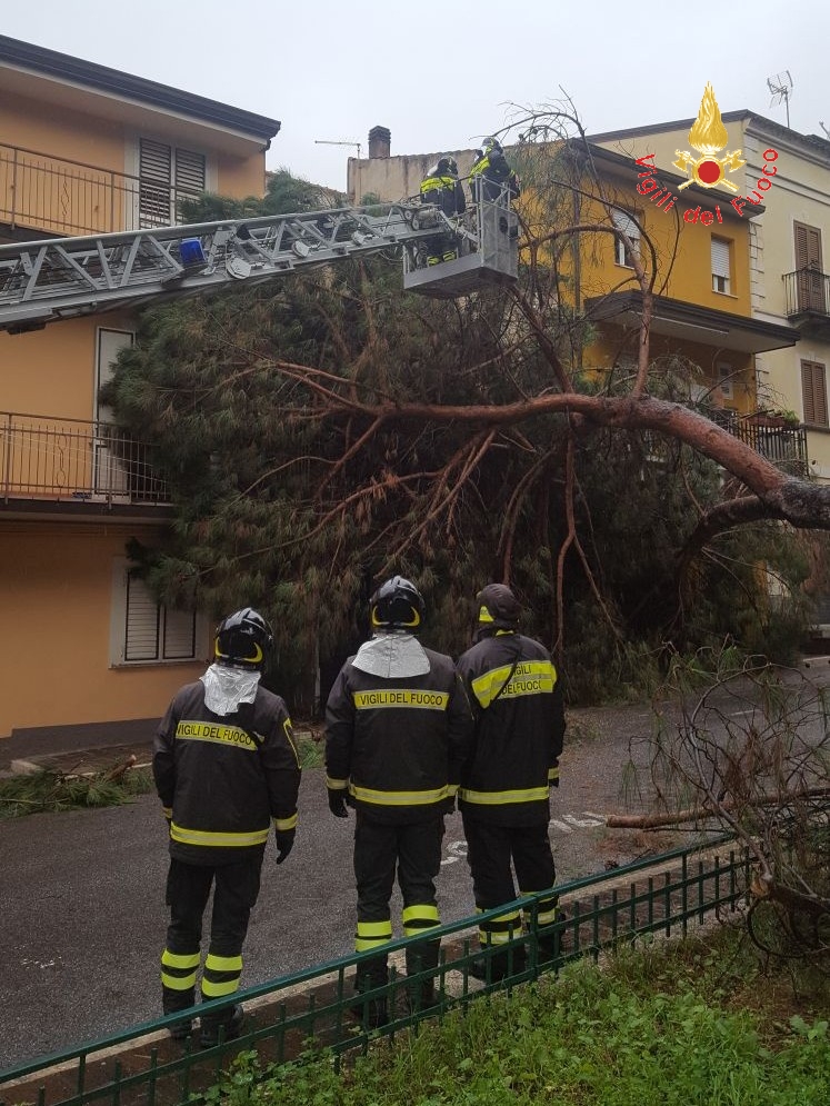 Caduta albero Lamezia