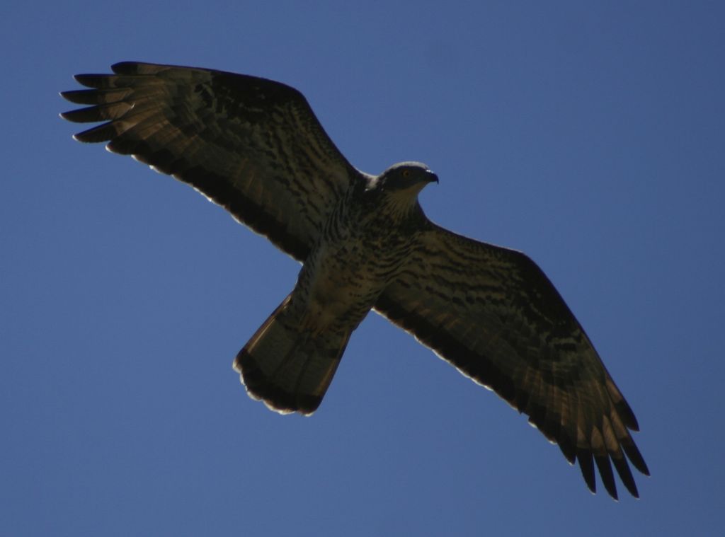 uccelli rapaci europei