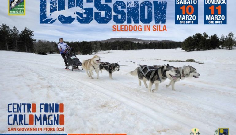 Sleddog in Sila, torna la corsa di cani da slitta più a Sud d’Europa
