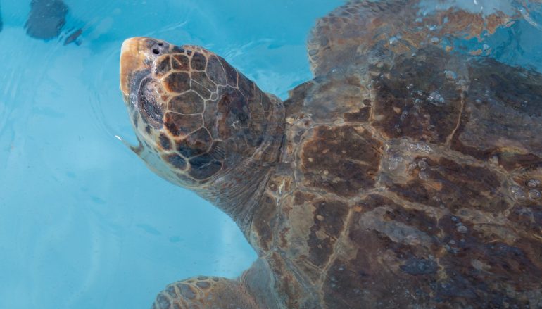 La tartaruga Nazzareno torna in mare, una storia a lieto fine