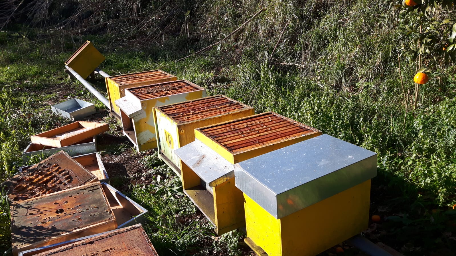 azienda apistica di Feroleto