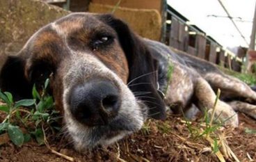 Cani uccisi nel vibonese, probabile l’avvelenamento