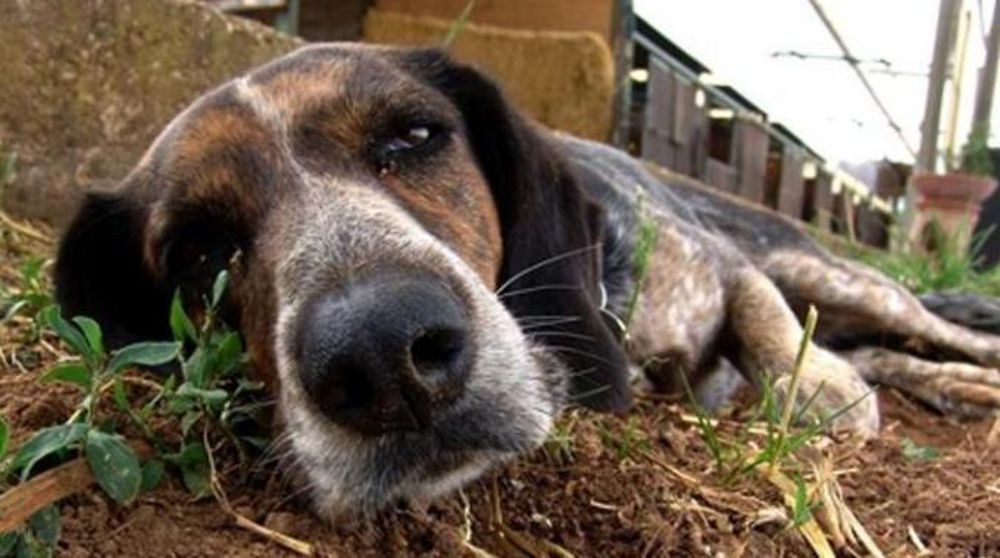 cani uccisi nel vibonese