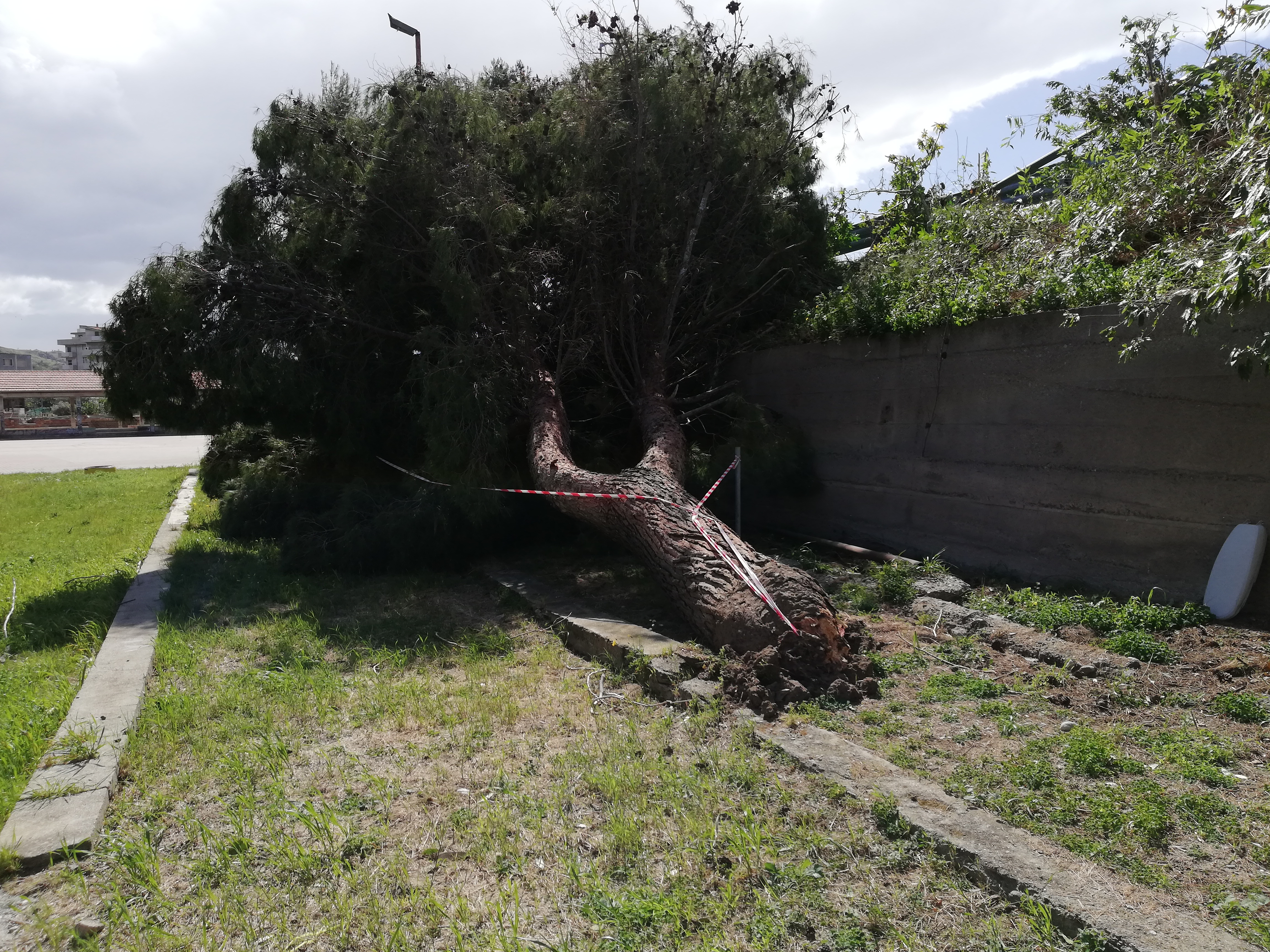 Crolla albero a Lazzaro