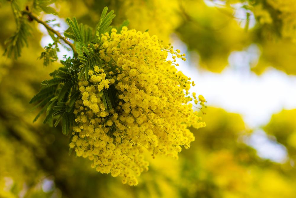 Rubrica di Satira - speciale Festa della Donna