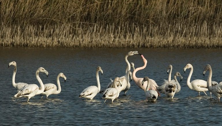 Laghetti di Saline Ioniche