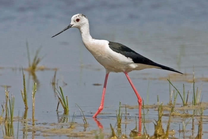 I laghetti di Saline proprietà pubblica