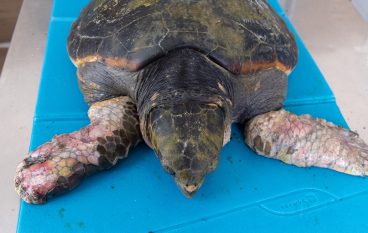 Morta la tartaruga Afrodite, vittima dell’incuria umana