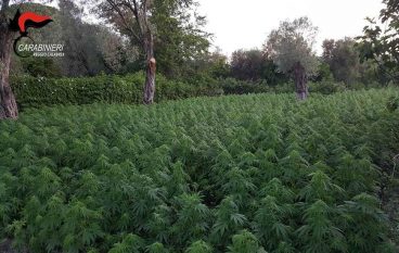 Coltivazione cannabis, arresti in Aspromonte