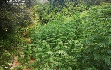 Marijuana nella Locride, rinvenuta piantagione