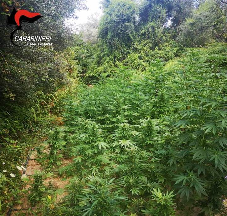 Marijuana nella Locride