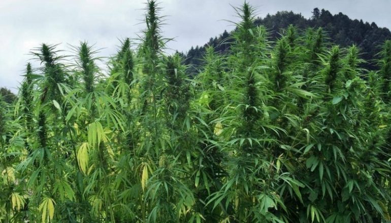 Marijuana a San Lorenzo, sequestrate 4200 piante