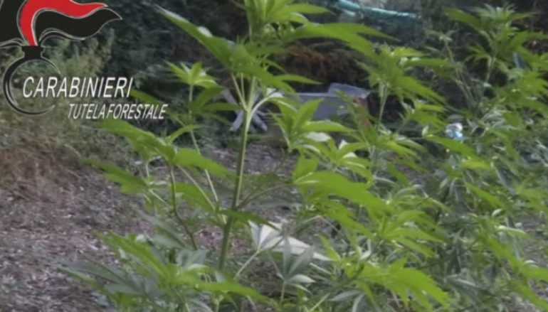 Coltivazione di cannabis a Bagaladi, in arresto due melitesi
