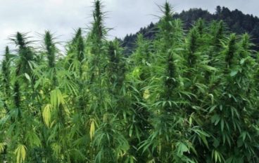 Scoperta piantagione di marijuana a Rosarno e San Ferdinando, quattro arresti