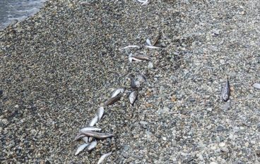 Melito Porto Salvo, pesci morti in riva al mare. L’Amministrazione chiarisce