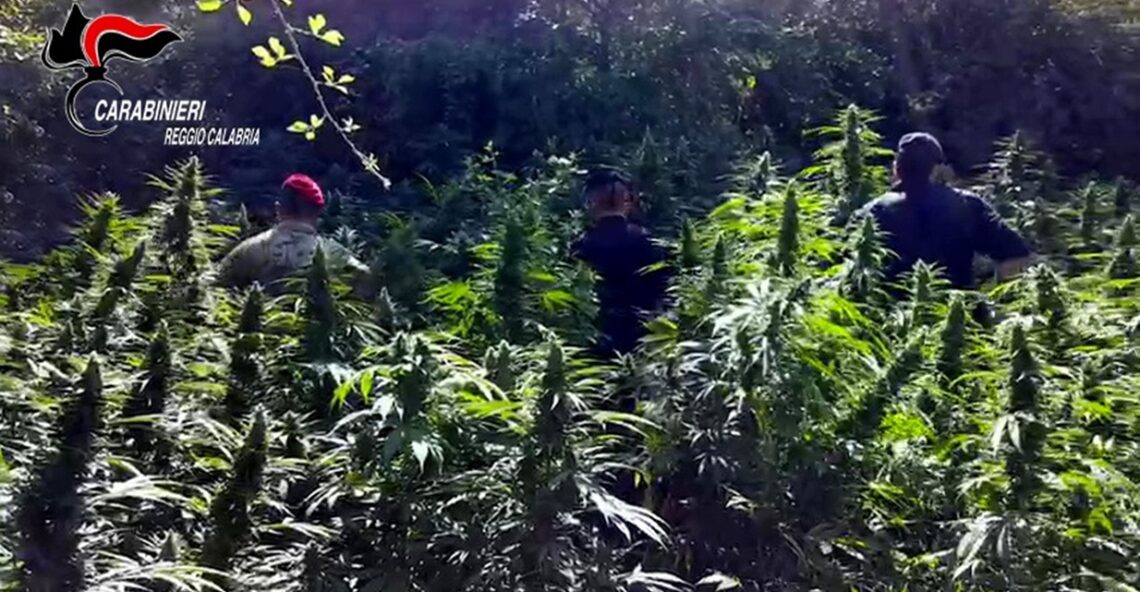 Roccaforte del Greco, rinvenuta piantagione di marijuana