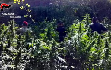 Roccaforte del Greco, rinvenuta piantagione di marijuana