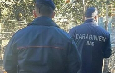 Reggio Calabria, i Nas sequestrano tre strutture con 200 cani