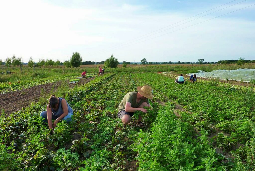 agricoltura calabria