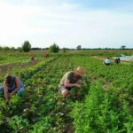 agricoltura calabria