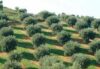Agricoltura in Calabria, rincari del 27%. Cresce spesa cittadini
