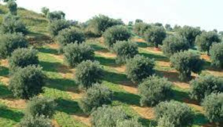 Agricoltura in Calabria, rincari del 27%. Cresce spesa cittadini