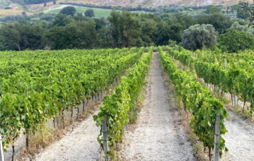Reggio Calabria, giornata dedicata ai vini reggini. Il Programma