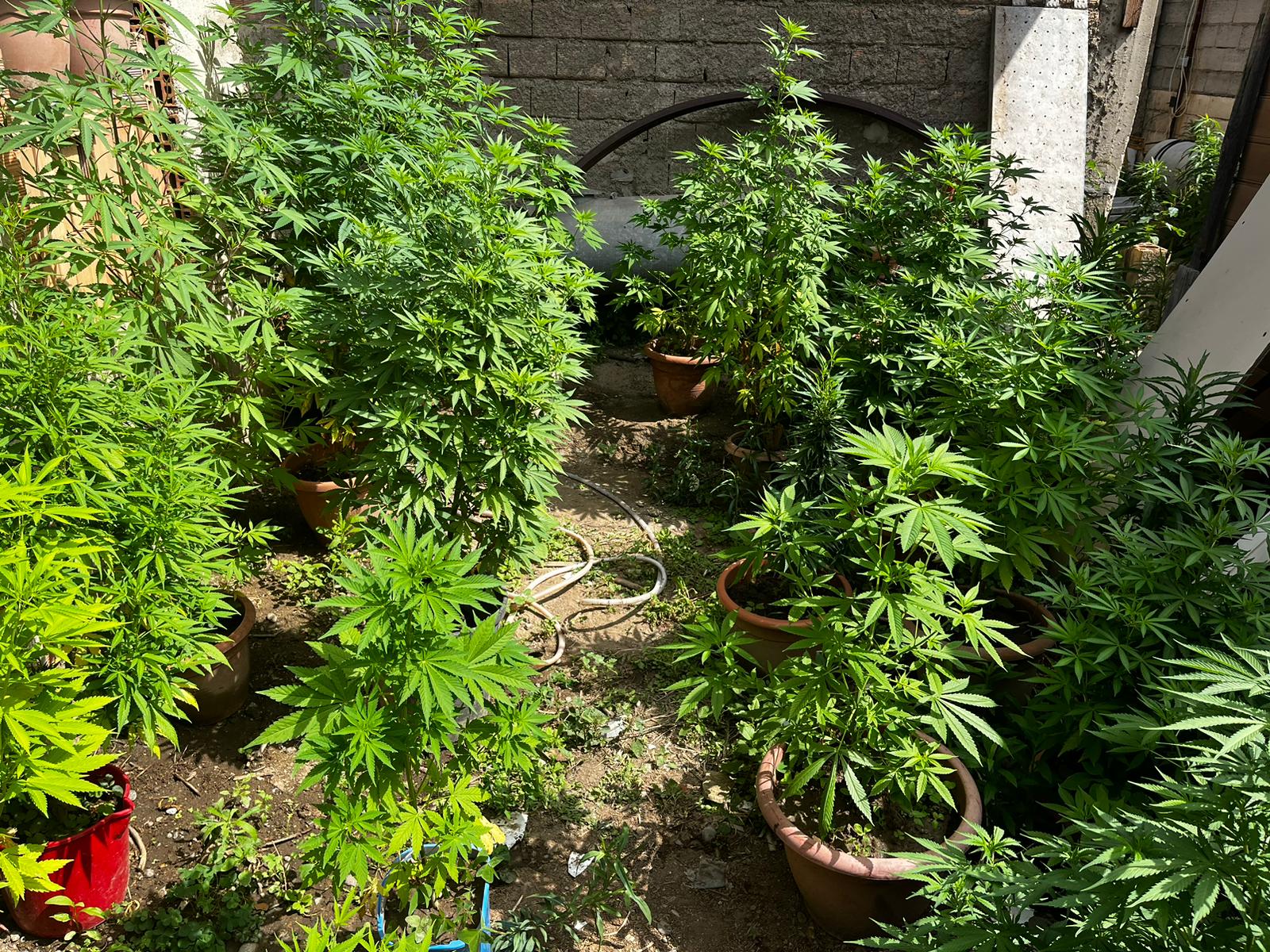 arresti condofuri per marijana