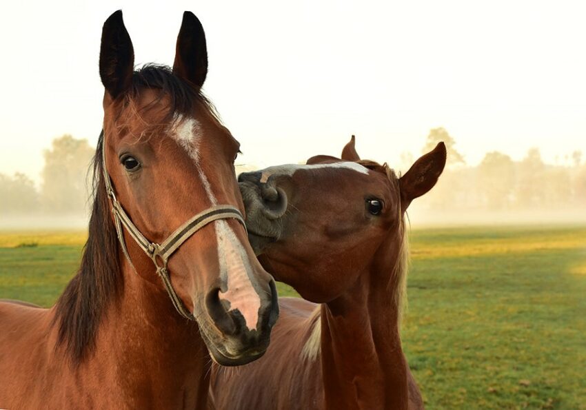 spadola equiraduno