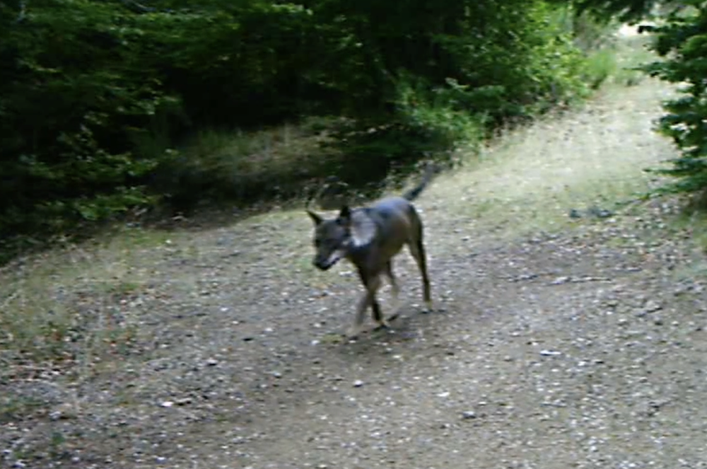Parco Nazionale dell’Aspromonte, l’attività progetto “WOLFNExT”