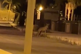 lupo a Melito Porto Salvo