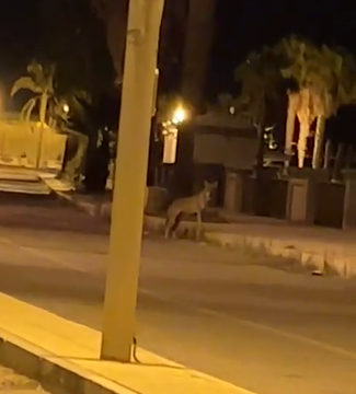 lupo a Melito Porto Salvo