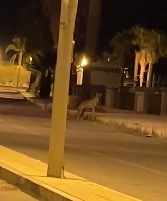 lupo a Melito Porto Salvo