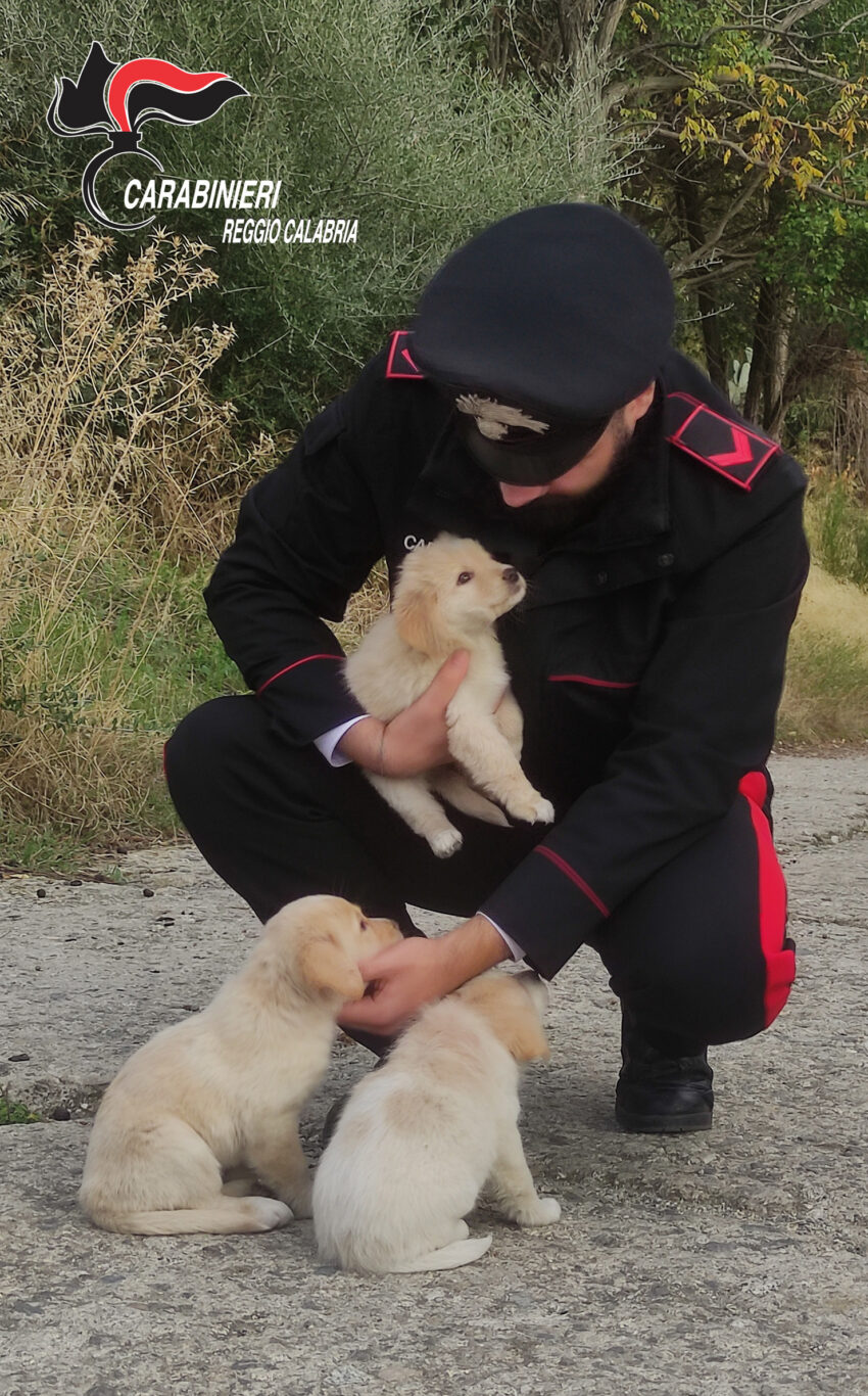 Cani salvati a Caulonia