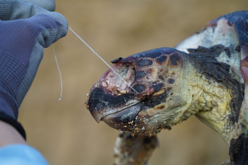 tartaruga marina della specie Caretta caretta
