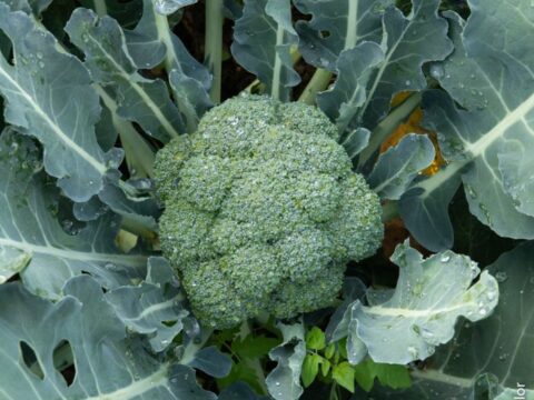 broccolo calabrese