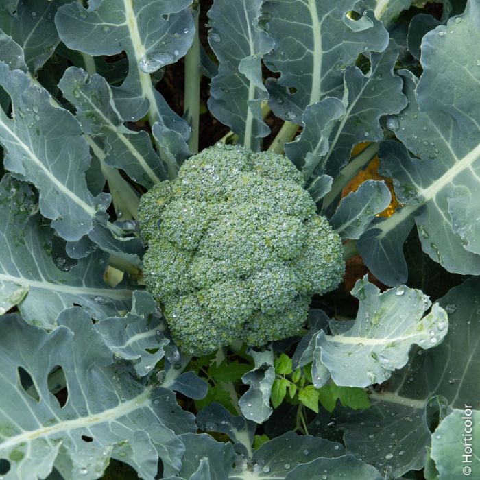 broccolo calabrese