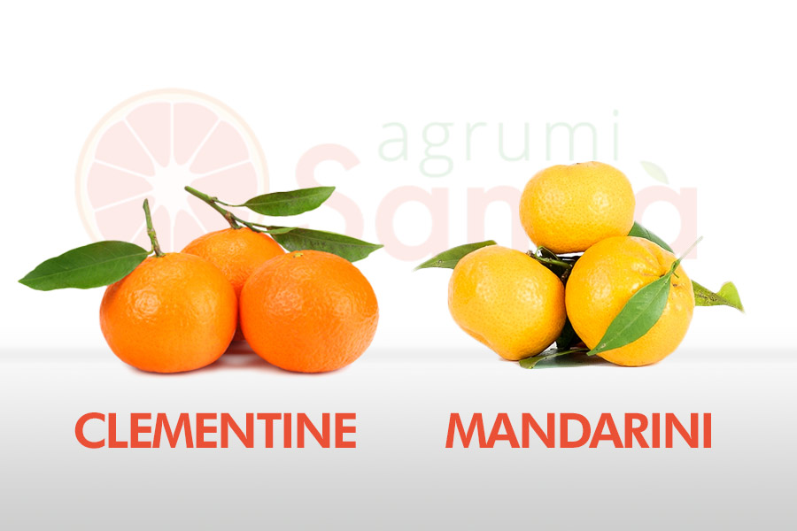 Mandarini vs Clementine, scopriamo le differenze