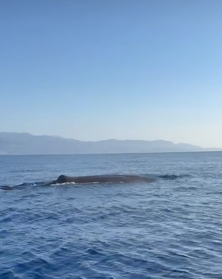 balena a Palizzi